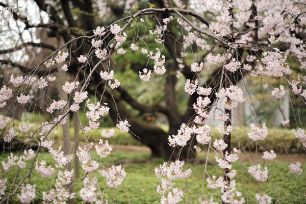 Japon,aliments,branche,fleur de cerisier,fleur,printemps