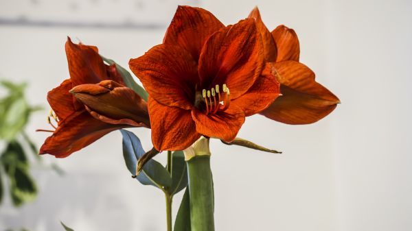 fleurs,la photographie,Fleurs rouges,les plantes,à l'intérieur,pétales