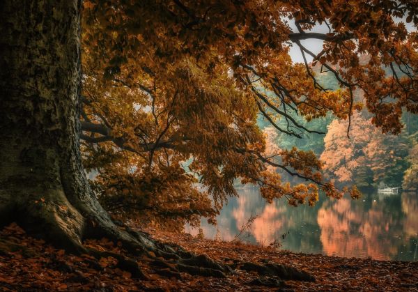 luz de sol,paisaje,bosque,otoño,Árboles,hojas