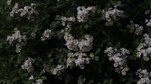 blomst,plante,træ,kronblad,bunddække,Busk