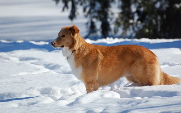 dogs,standing,waiting,snow