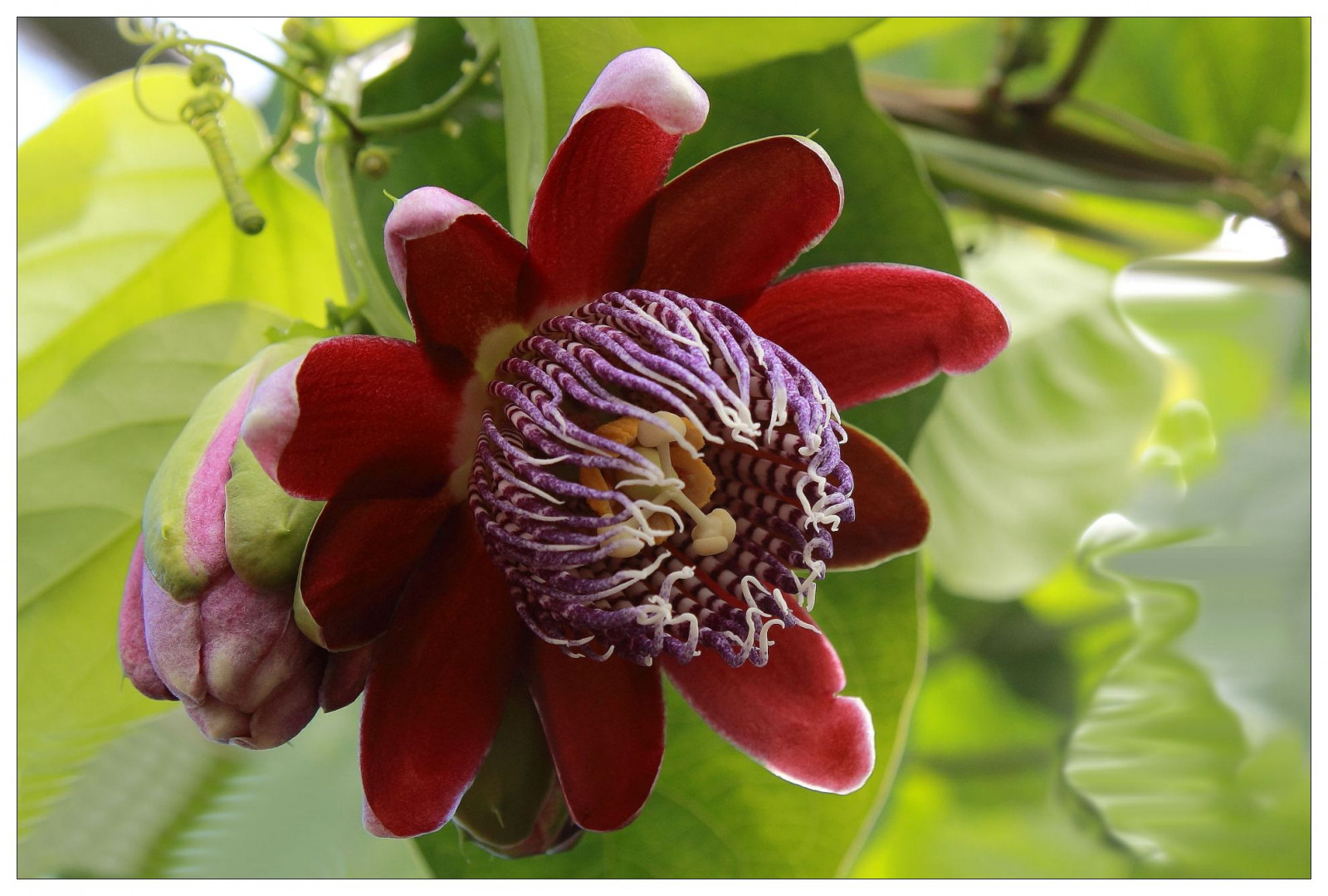 blomster, blomster, blomst, blomst, plante, flora, knop, kronblad, knopper, bl te, bl ti, blomstrende plante, etårig plante, makrofotografering, Knospe, knospen, passionsblume, climbingplant, passionsblumen, passifloraalatacurtis, botanischergartenhallesaale, Passion blomst familie, passionsblomst, giant granadilla