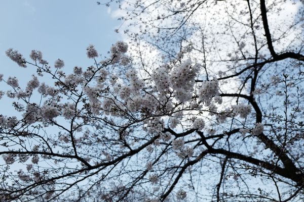 Japon,neige,hiver,branche,fleur de cerisier,gel