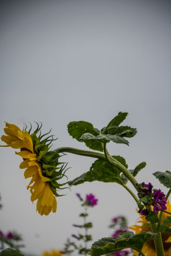 nature, field, branch, green, yellow, blossom