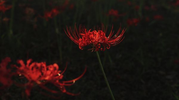 planter,blomsterhave,blomster,natur,tæt på