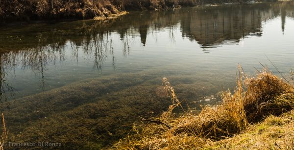 panorama,natureza,Zufluss,Thurgau,Fluss,Pflanze