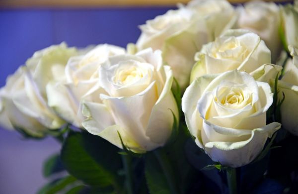 rose,flower,bud,close up,white