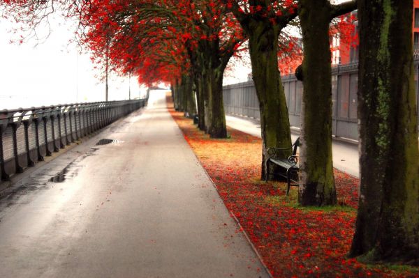 rosso,alberi,strada,strada,sera,mattina