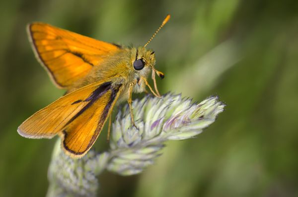 自然, 写真, バタフライ, 昆虫, 黄, 野生動物