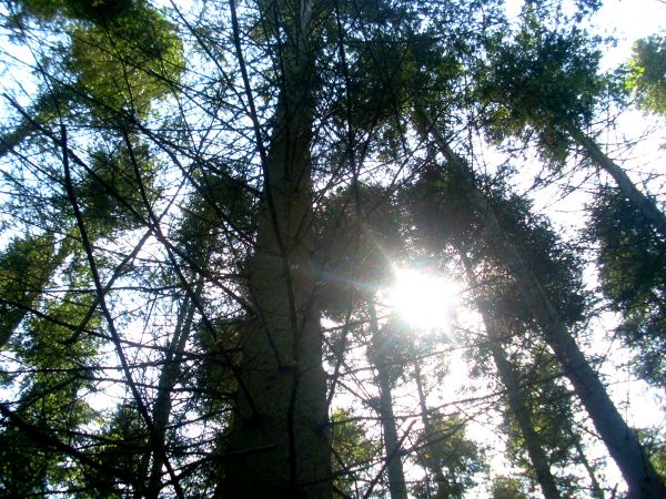 небо,Natural landscape,Ветка,хобот,terrestrial plant,Дерево