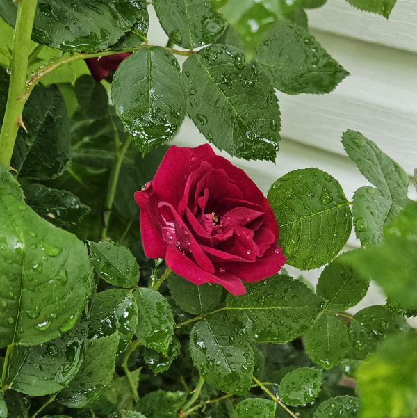 Primavera,rosa,agua,vermelho,Jardim de flores