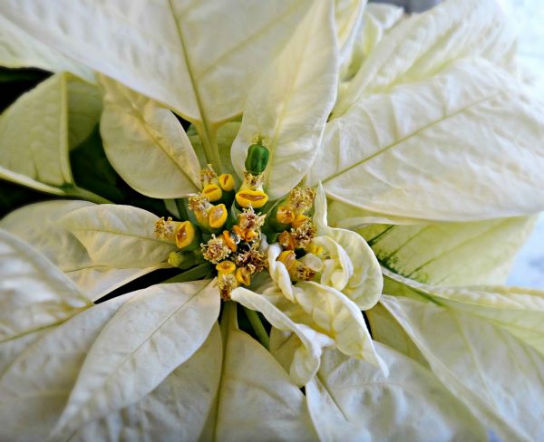 fleur,Poinsettia,Christmasflowers,Blommor,Fleurs,Gouverneur