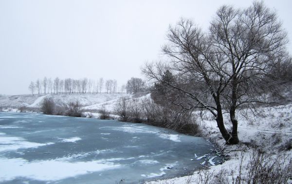 树木,景观,森林,性质,雪,冬季