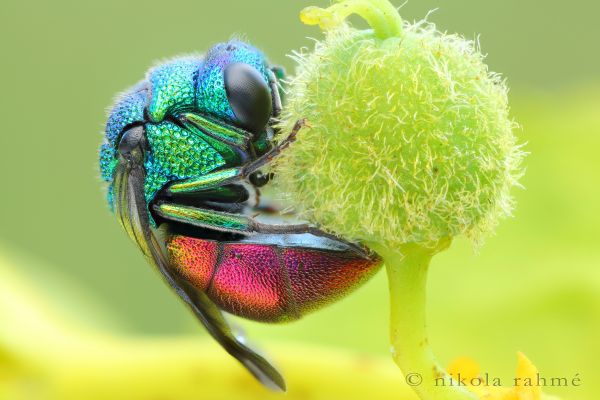 naturallight,aikainen ilta,makrovalokuvaus,Hymenoptera,Jewelwasp,focusstack