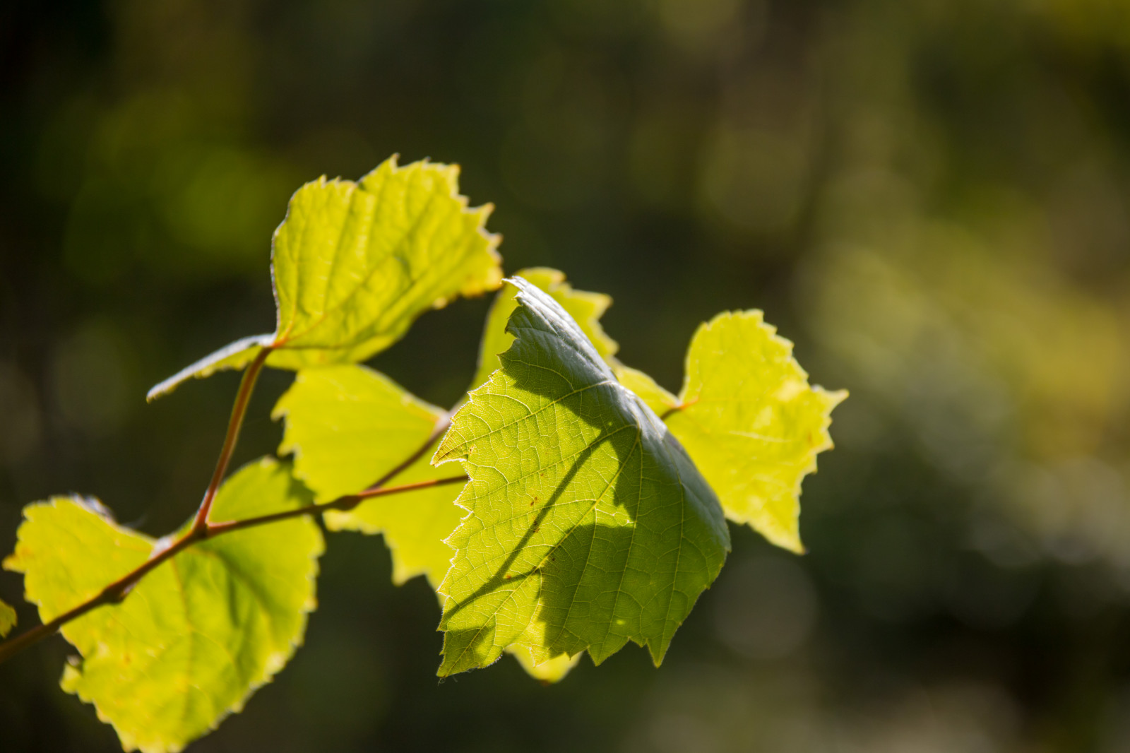 światło słoneczne, ogród, Natura, gałąź, Zielony, żółty, drzewo, jesień, liść, kwiat, roślina, pora roku, flora, Tr d, Lund, H st, L v, Botaniskatr dg rden, Exif model canoneos760d, Geocaching, Aparat zrobić kanon, Geocity, Model aparatu canoneos760d, Geostat, Geolokalizacja, Obiektyw exifs18200mmf3556i, Otwór wylotowy 56, Długość fali 200 mm, Exif czyni kanon, Exif isospeed 125, ogród Botaniczny, Botan, T dg rd, produkować, botanika, Roślina lądowa, Roślina kwitnienia, Drzewna roślina, ścieśniać, krzew, Fotografia makro, Trzon roślinny, Liściaste, Klon, Maidenhair drzewa