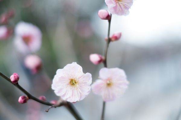 Japon,aliments,branche,fleur de cerisier,fleur,rose