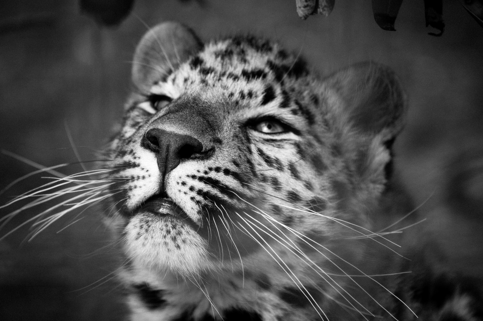 Preto, gato, Animais, monocromático, fotografia, tigre, Cânone, Gatos grandes, Jardim zoológico, vida, Bigodes, leopardo, Dinamarca, leopardo da neve, Kat, assistindo, abril, Preto e branco, eu, dia, Bw, foto, Danmark, Khenhavn, K penhamn, Foto, cenário, Eos, 7d, fauna, mamífero, 70200l, Eos7d, Sorvido, Preto e branco, Fotografia monocromática, vertebrado, fechar-se, Gato como mamífero, focinho, Dyr, Zoocopenhagenvalby2013