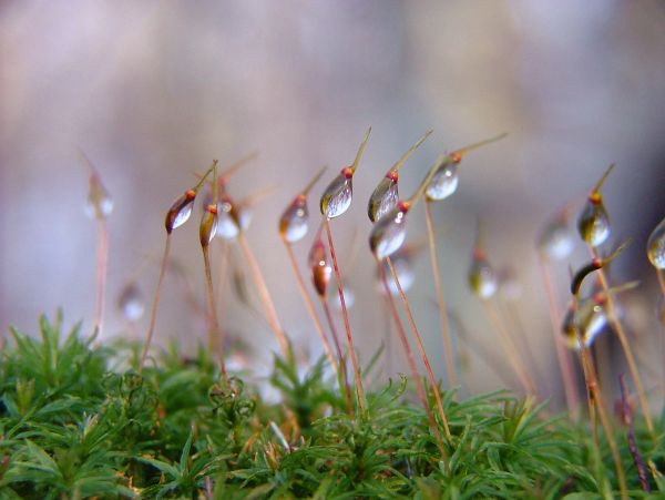 capsule,macro,moss,drops,bokeh,droplet