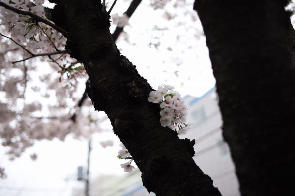 Japon,lumière du soleil,blanc,noir,neige,hiver