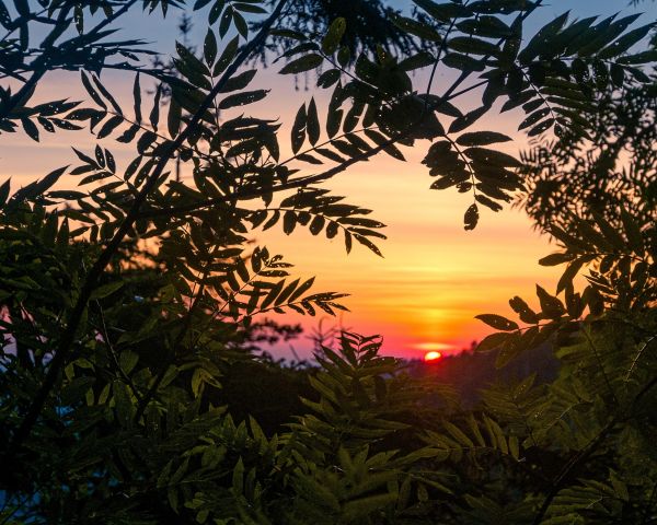 himmel,Sky,plante,natur,afdeling,efterglød