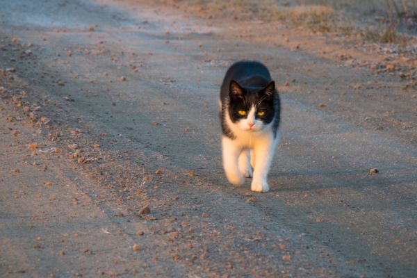 고양이, 모래, 해돋이, 개, k, 해결책