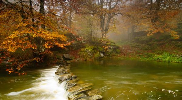 zonlicht,Bos,natuur,ochtend-,landschap,reflectie