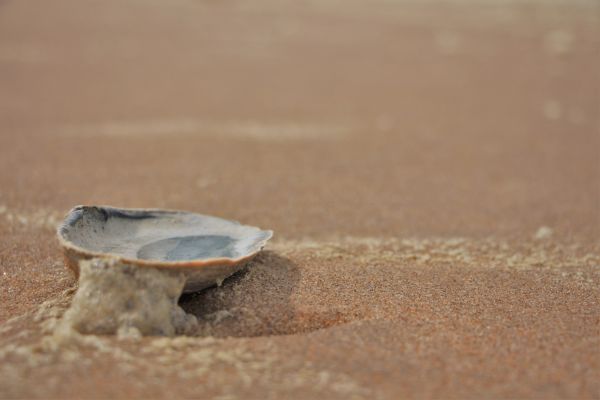 sabbia,spiaggia,legna,mare del Nord,olandese,Materiale