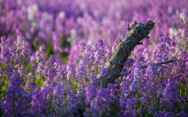 skärpedjup, blommor, natur, gräs, växter, lavendel-