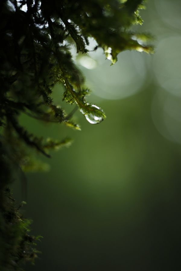 luce del sole, foresta, profondità di campo, natura, erba, riflessione