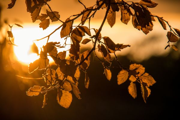 sollys,solnedgang,natur,gren,gul,speilbilde