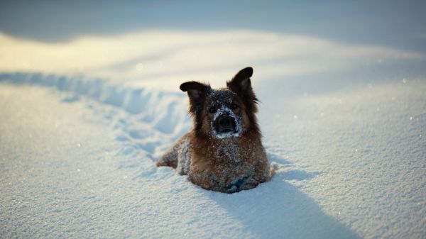 Schnee,Winter,blau,Hund,Tiere,Natur