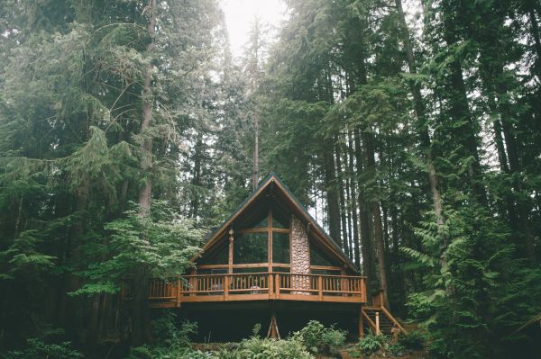 maison,cabane,des arbres,forêt,la nature,parc national