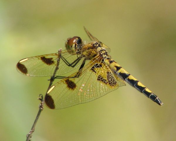 Makro,Natura,zwierzę,Płeć żeńska,Kanon,Gruzja