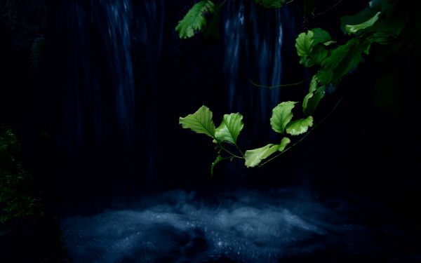 luz de sol,lago,bosque,noche,Plantas,verde