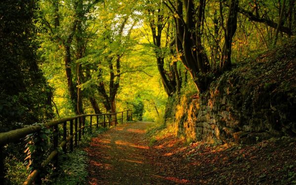 luz de sol,Árboles,paisaje,bosque,hojas,naturaleza