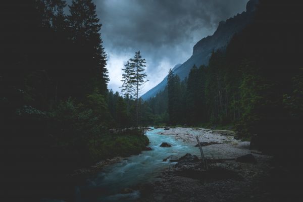 paesaggio,foresta