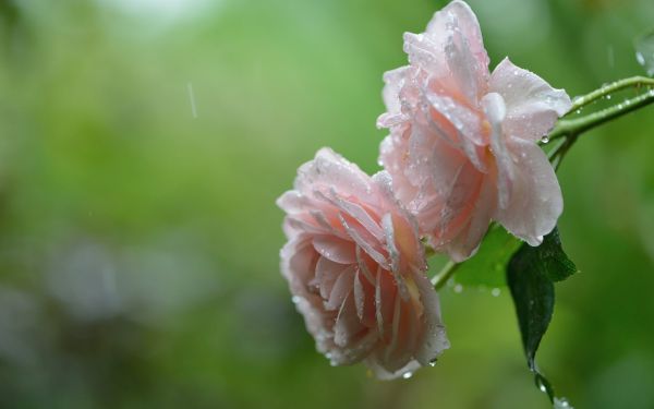 rosa Rosen,Natur,Blumen,Makro