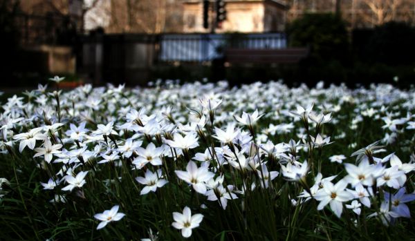 by,hvid,blomster,London,natur,fleurs