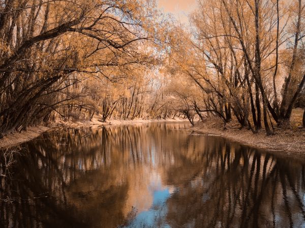 landschap,Bos