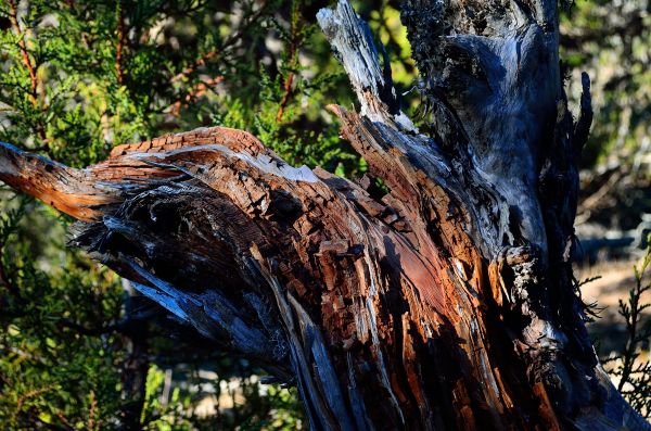 4928x3264 px,fallen tree,wood