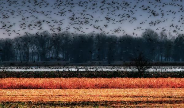 landschap,vogelstand,natuur,gras,Photoshop,dieren