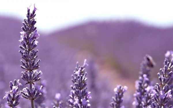 fiori,piante,viola,lavanda,viola,macro