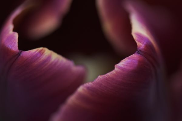 flower,macro,closeup,detail,petals,close