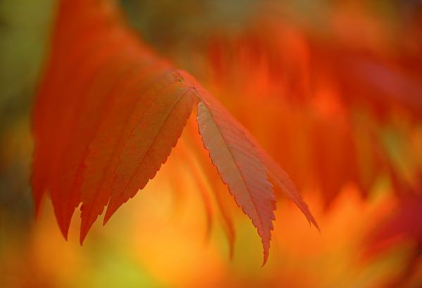 macro,de cerca,Bokeh,otoño,luces,Zumaque