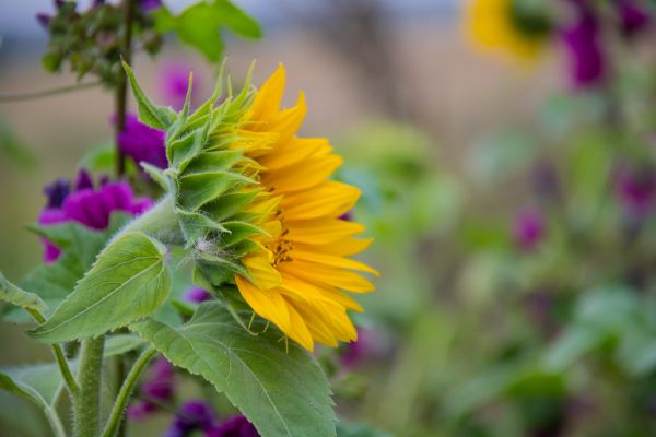 nature,field,green,yellow,Denmark,flower