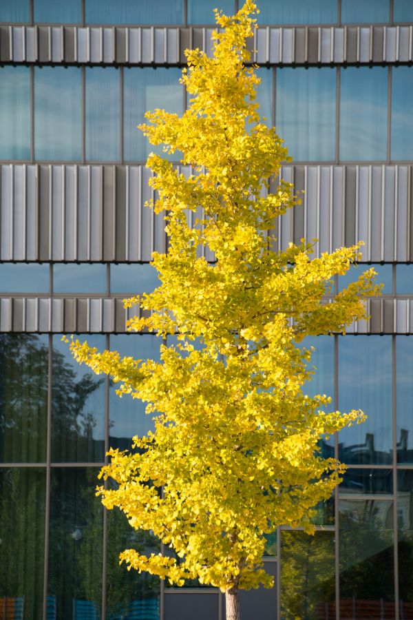 architectuur,gebouw,Zweden,tak,geel,Kerstboom