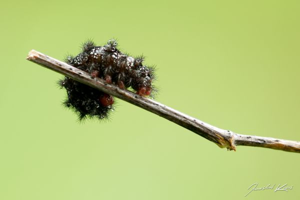 rød,hvit,svart,dyr,Canon,insekter