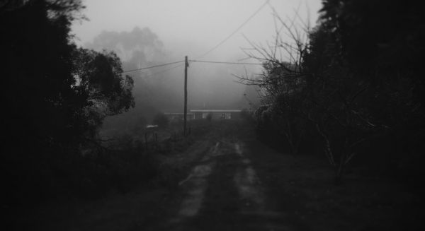 road,monochrome,trees