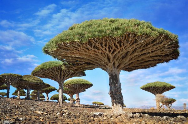 luonto,Puut,rock,Dragon Blood Tree,Socotra,Jemen