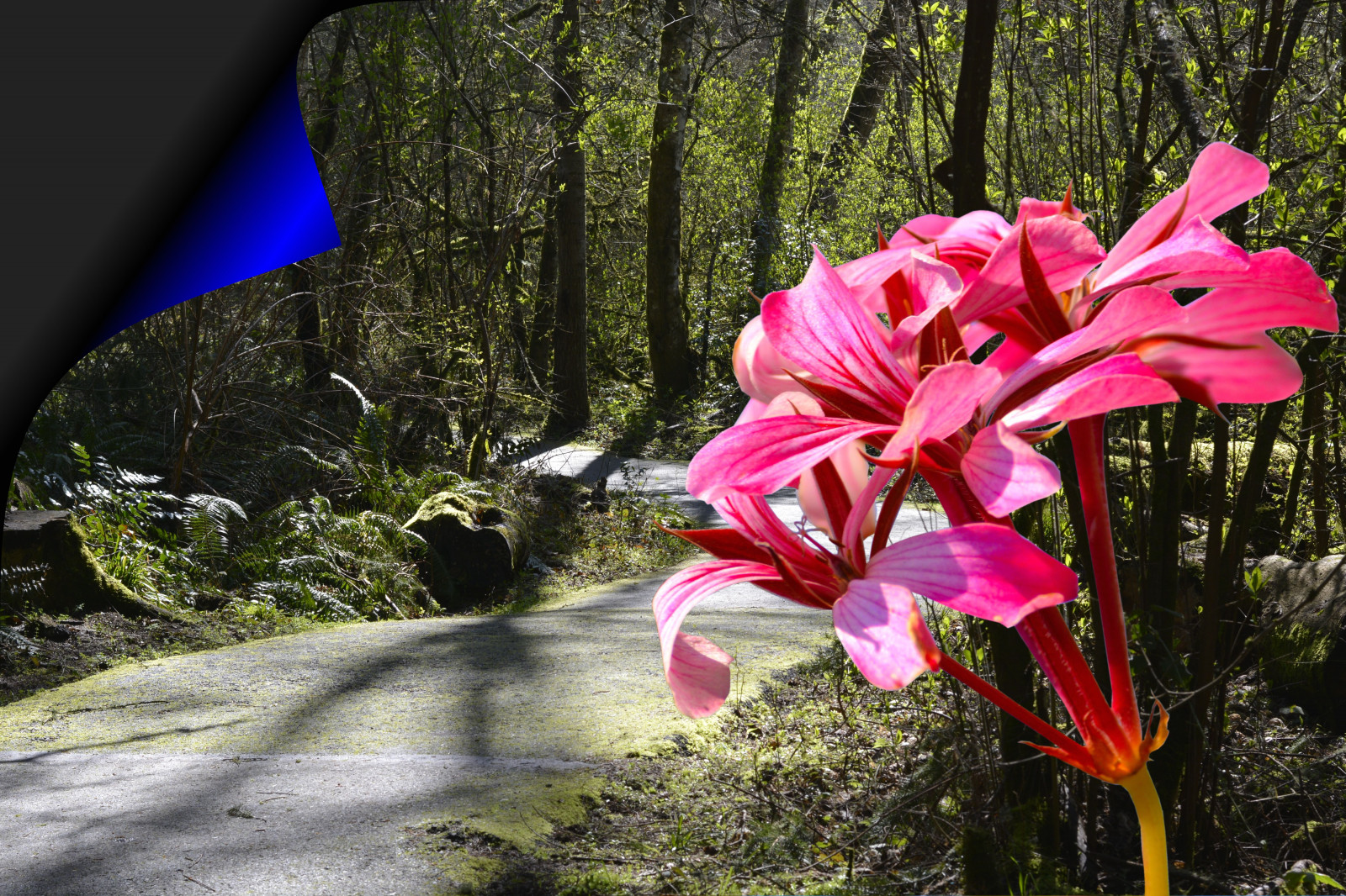 panorama, floresta, natureza, parque, EUA, Oregon, Rosa, caminho, Primavera, árvore, folha, flor, plantar, flora, curva, trilha, vegetação, pétala, S, flores silvestres, Planta de florescência, arbusto, Beaverton, Tualatinhills